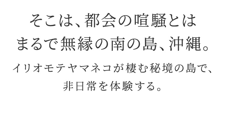 そこは、都会の喧騒とはまるで無縁の南の島、沖縄。 イリオモテヤマネコが棲む秘境の島で、非日常を体験する。