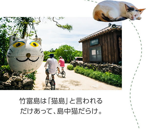 竹富島は「猫島」と言われるだけあって、島中猫だらけ。