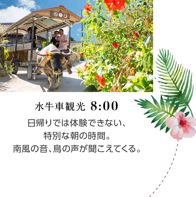 水牛車観光 8:00 日帰りでは体験できない、特別な朝の時間。南風の音、鳥の声が聞こえてくる。