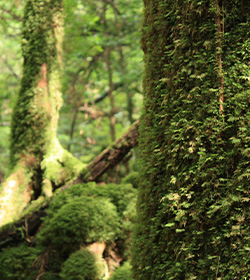 長い年月をかけて育まれた屋久島の森