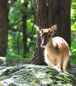 西部林道では野生のヤクシカやヤクザルに出くわすことも！