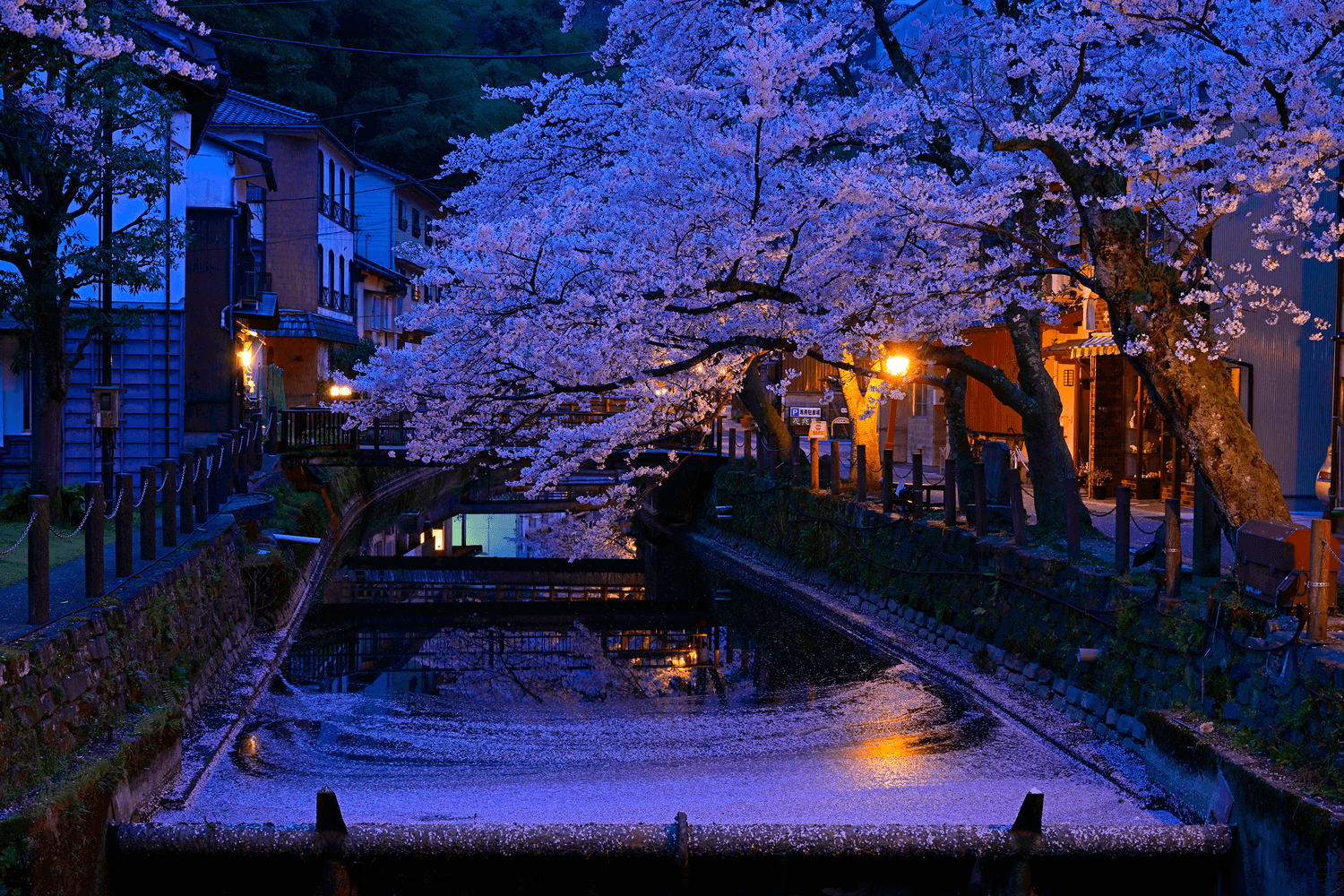 城崎温泉 桜の写真