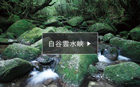 白谷雲水峡