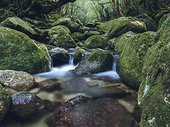 屋久島